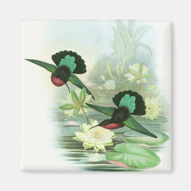 Colourful Gould Hummingbirds Square Magnet (Front)