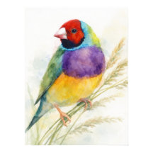Colourful Gouldian Finch Bird