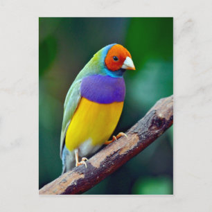 Colourful gouldian finch postcard