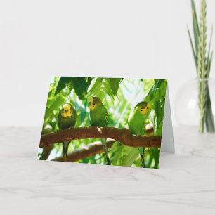 Colourful Green Budgies on a Tree Branch Card