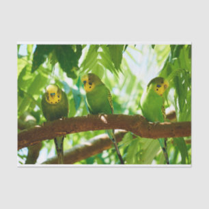 Colourful Green Budgies on a Tree Branch  Tissue Paper