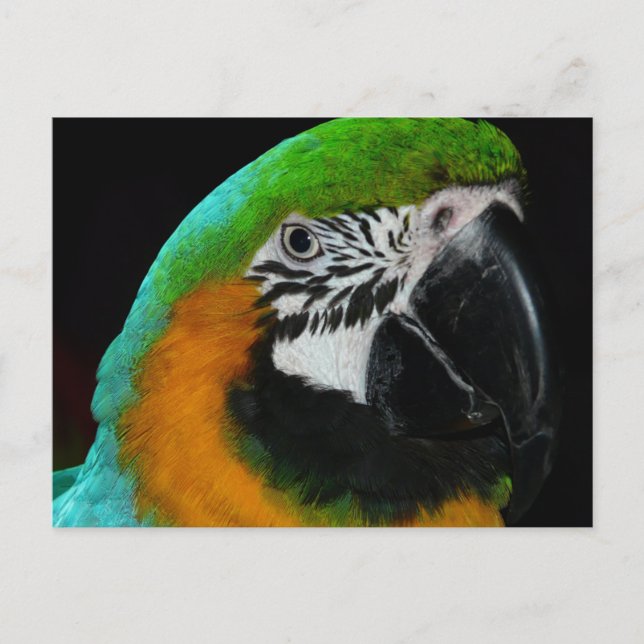 Colourful Green Parrot Postcard (Front)