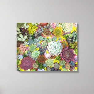 Colourful Greenery Succulents Canvas Print