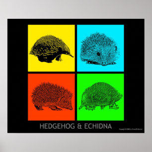Colourful Hedgehog and Echidna Poster