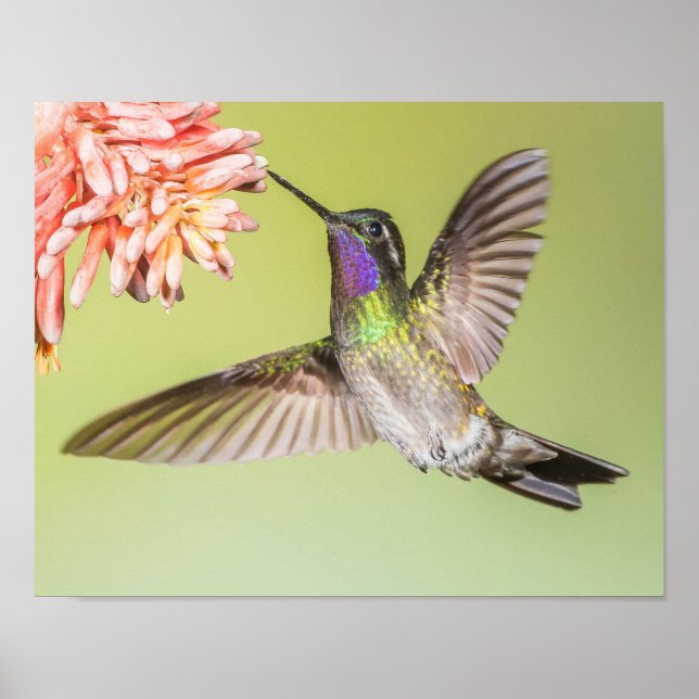 Colourful Hummingbird Flying to a Flower Poster (Front)