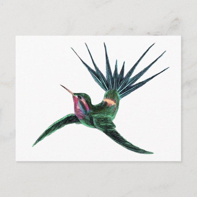 Colourful Hummingbird Postcard (Front)