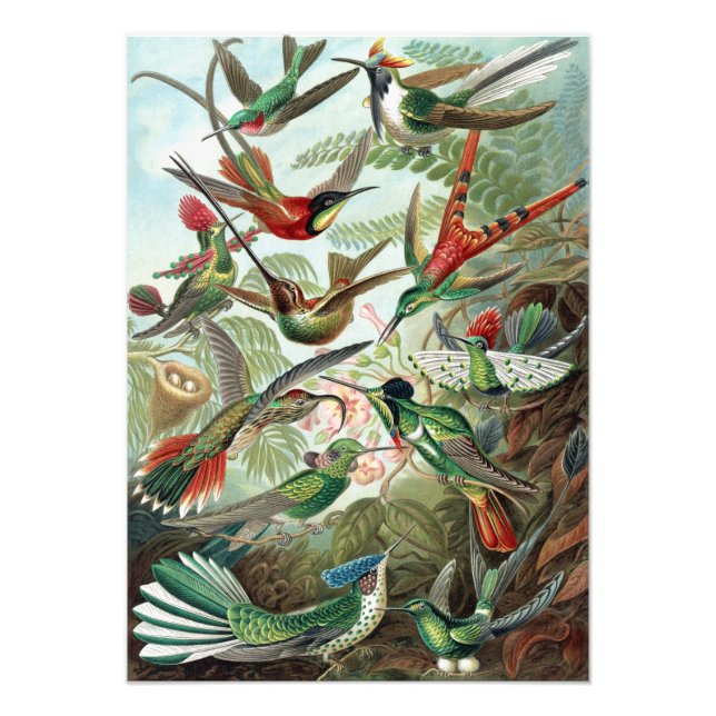 Colourful Hummingbirds by Ernst Haeckel Poster (Front)