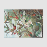 Colourful Hummingbirds by Ernst Haeckel Poster