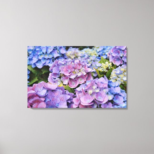 Colourful Hydrangea Flowers Photographic Art Canvas Print (Front)