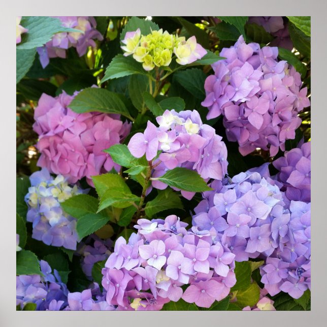 colourful hydrangea poster (Front)