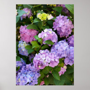 colourful hydrangea poster