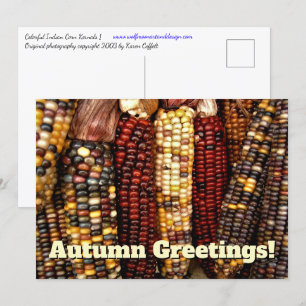 Colourful Indian Corn Kernels Photo Postcard