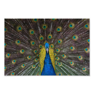 Colourful Indian peacock tail feathers open front Photo Print