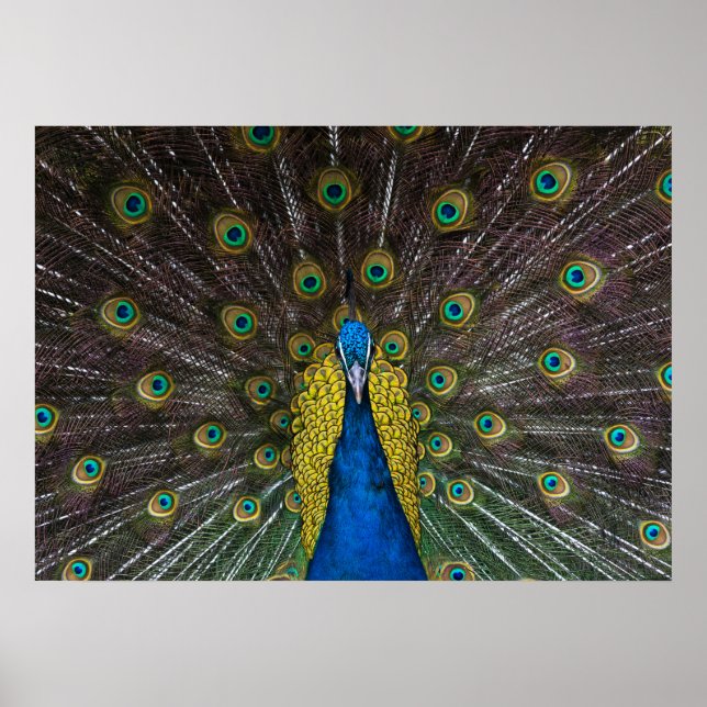 Colourful Indian peacock tail feathers open front Poster (Front)