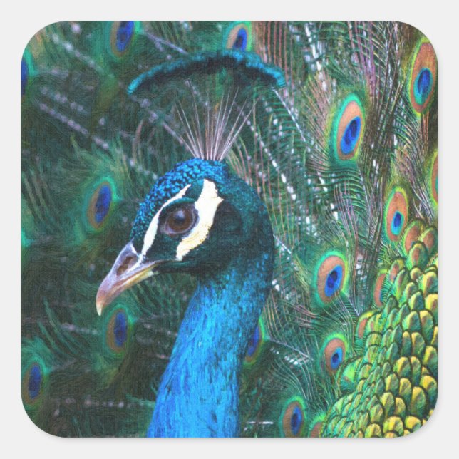 Colourful Indian peacock tail feathers open Square Sticker (Front)