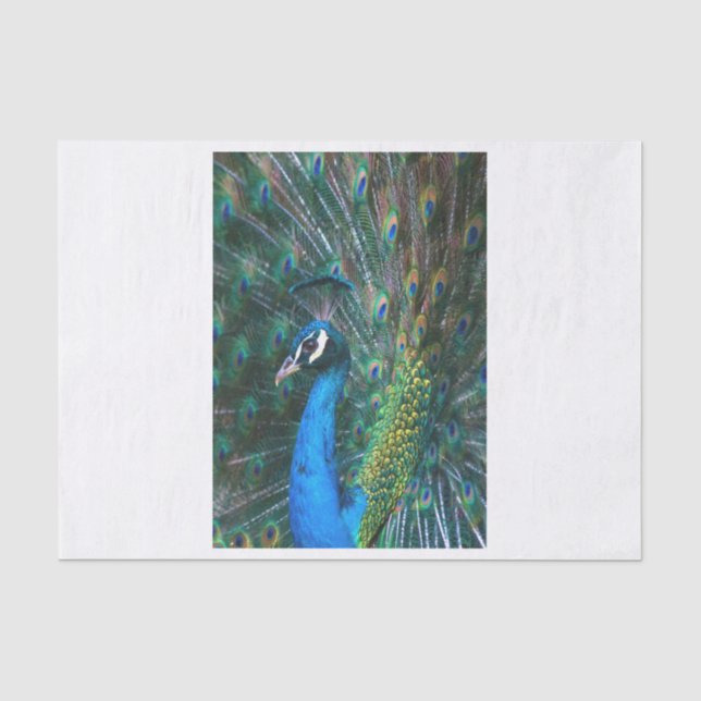 Colourful Indian peacock tail feathers open Tissue Paper (Front)
