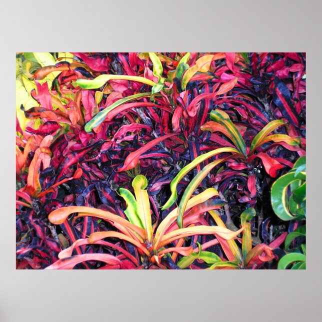 Colourful Ivy - Poster (Front)