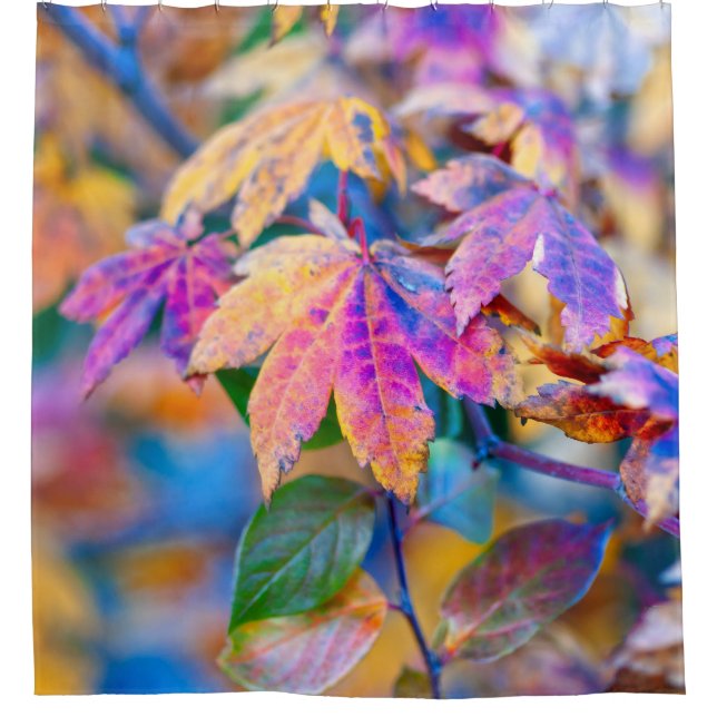 Colourful Japanese Maple leaves (Front)