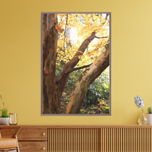 Colourful Japanese Stewartia Tree Photographic Canvas Print