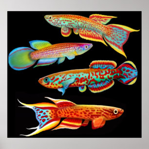 Colourful Killifish Poster