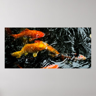 Colourful Koi Fish Chengdu Poster