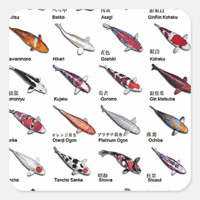 Colourful Koi Fish Varieties Nishikigoi Asian Art Square Sticker (Front)