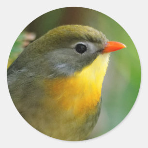 Colourful Leiothrix / Pekin Robin Songbird Classic Round Sticker