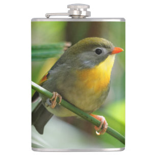 Colourful Leiothrix / Pekin Robin Songbird Hip Flask