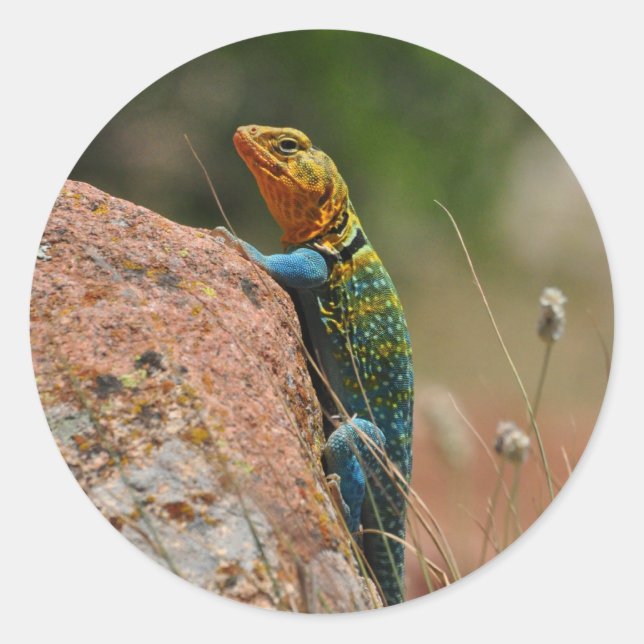 Colourful Lizard Classic Round Sticker (Front)