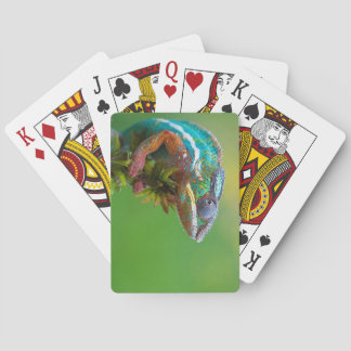 colourful lizard playing cards