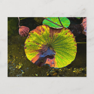 Colourful Lotus Leaf Floating on Water Postcard