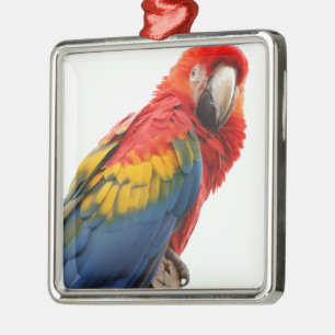 Colourful Macaw Chic Classy Mod Tropical Metal Ornament