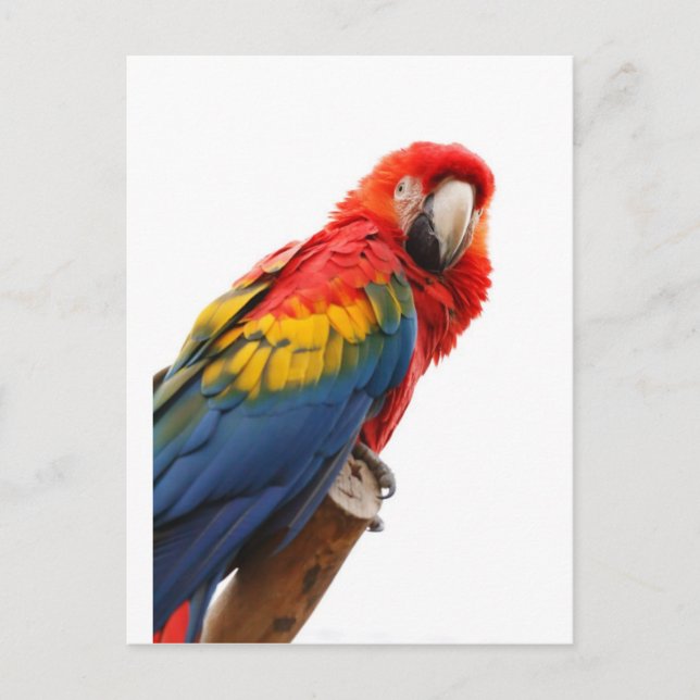 Colourful Macaw Chic Classy Mod Tropical Postcard (Front)