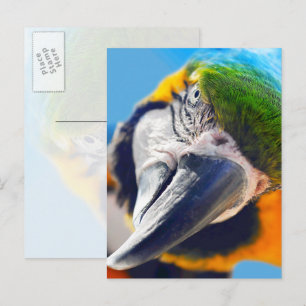 Colourful Macaw Face Postcard