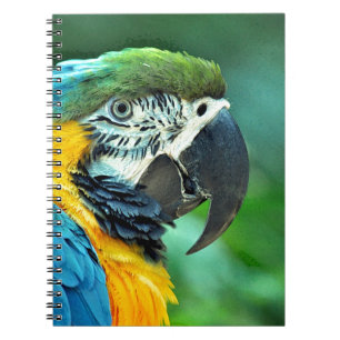 Colourful macaw parrot notebook