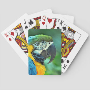 Colourful macaw parrot playing cards