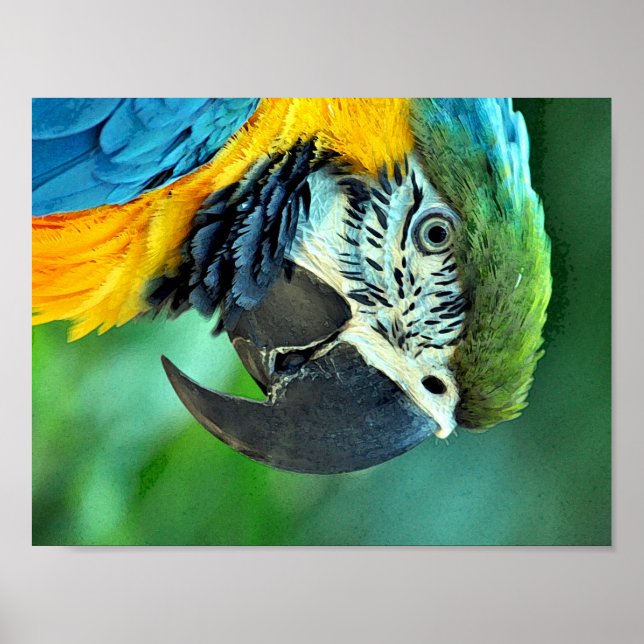 Colourful macaw parrot poster (Front)