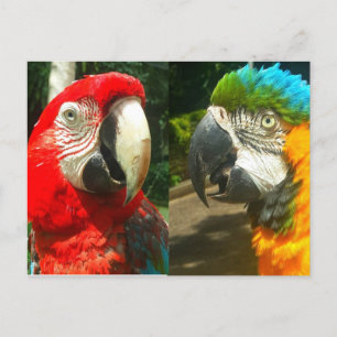 Colourful Macaws, Trinidad Postcard