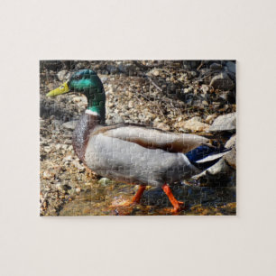 Colourful Male Mallard Duck Walking Jigsaw Puzzle