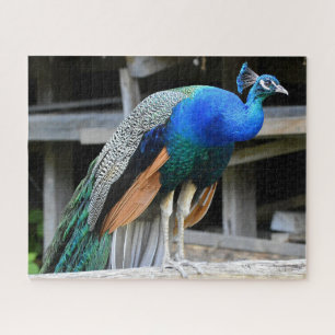 Colourful Male Peacock Jigsaw Puzzle