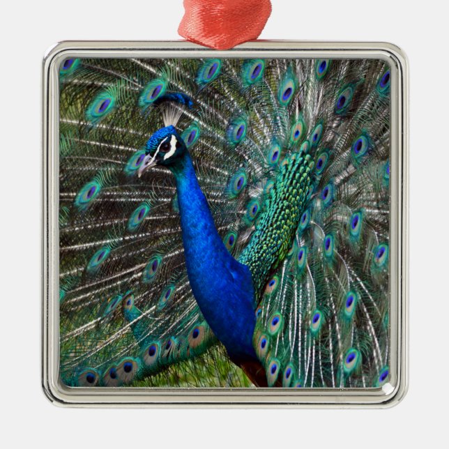 Colourful male peacock metal ornament (Front)
