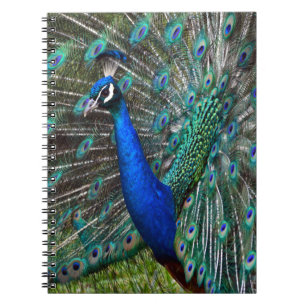 Colourful male peacock notebook