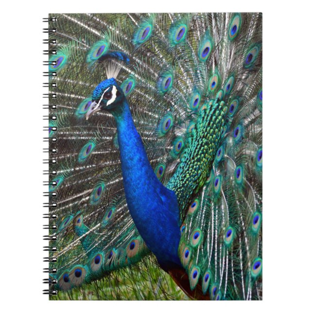 Colourful male peacock notebook (Front)