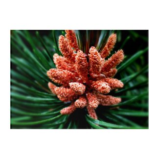 Colourful Male Pine Cones in Winter Acrylic Print