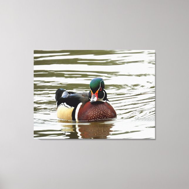 Colourful Male Wood Duck Canvas Print (Front)