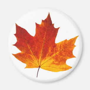 Colourful maple leaf magnet