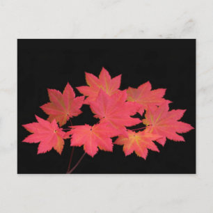 Colourful Maple Leaves... Postcard