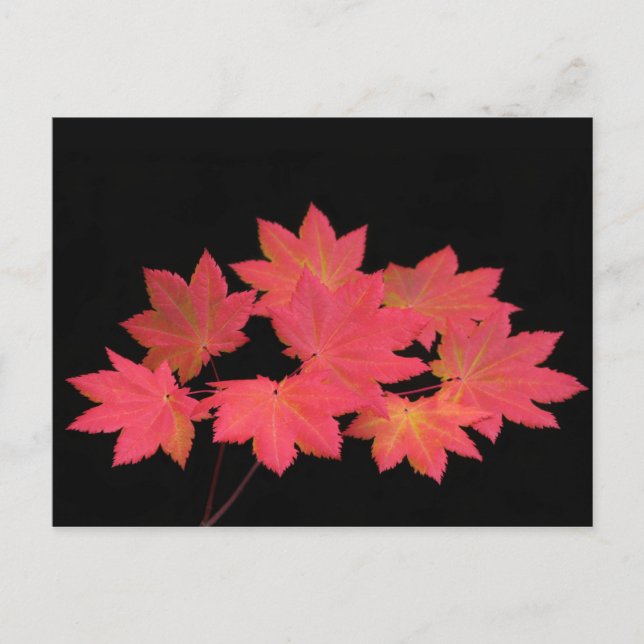 Colourful Maple Leaves... Postcard (Front)