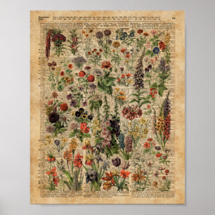 Colourful Meadow Flowers Herbs Dictionary Art Poster