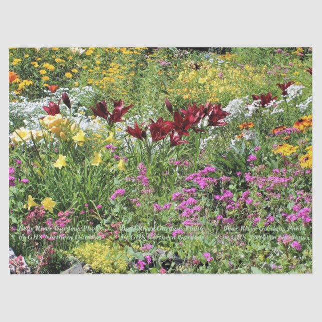 Colourful Mid Summer Gardens! Tissue Paper (Front)